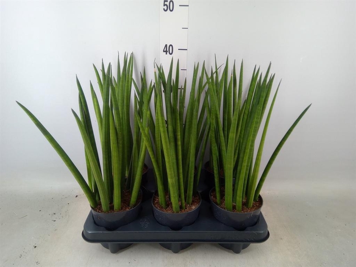 <h4>Sansevieria cyl.  ...</h4>