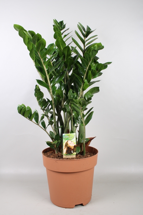 <h4>Zamioculcas Zamiifolia</h4>