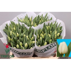 Tulipa si antarctica