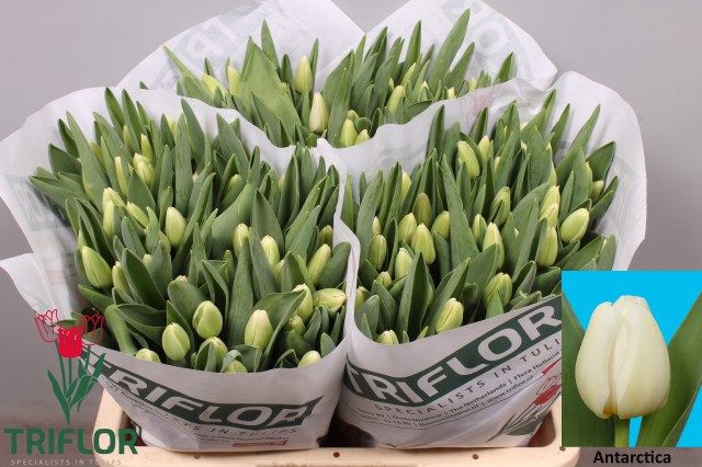 <h4>Tulipa si antarctica</h4>