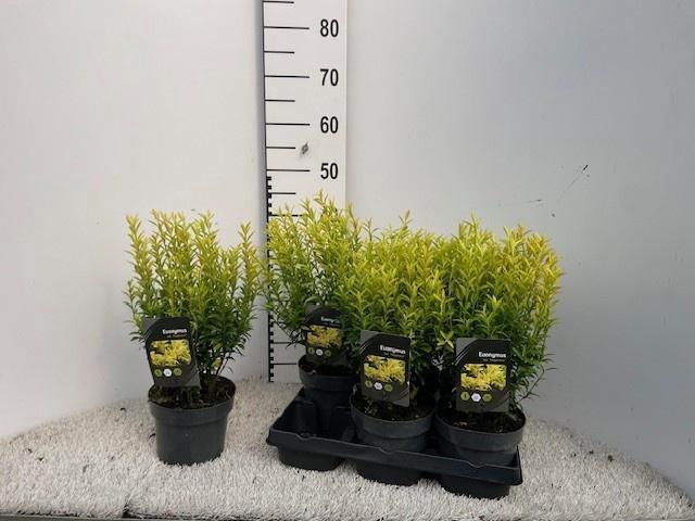 <h4>EUONYMUS JAPONICUS</h4>
