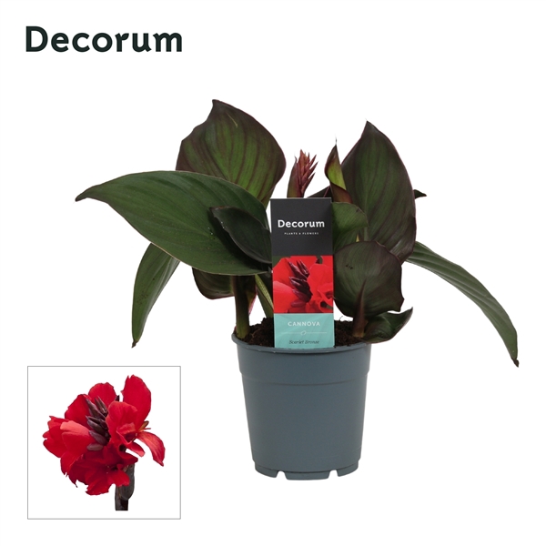 <h4>Canna Scarlet Bronze (Decorum)</h4>