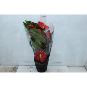 ANTHURIUM MICHIGAN P17 PREMIUM