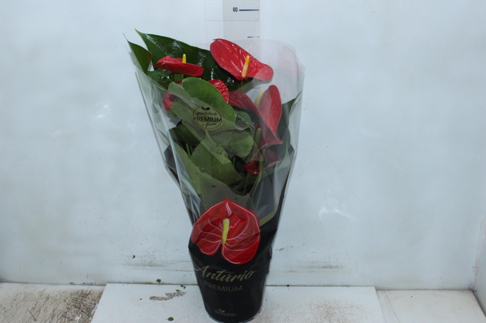 <h4>ANTHURIUM MICHIGAN P17 PREMIUM</h4>