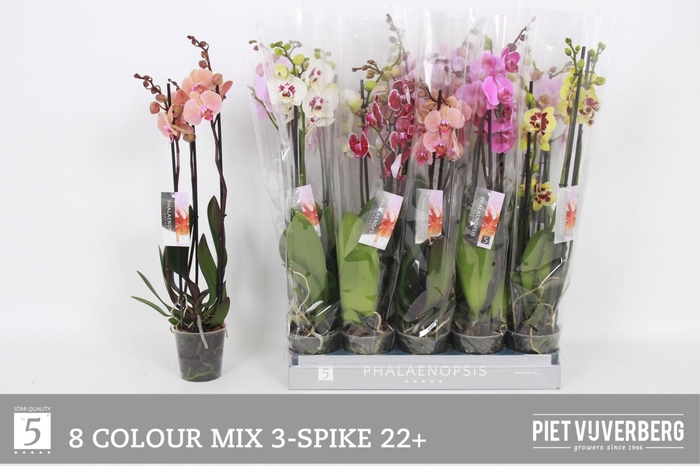 <h4>PHAL GEM 8 KL</h4>