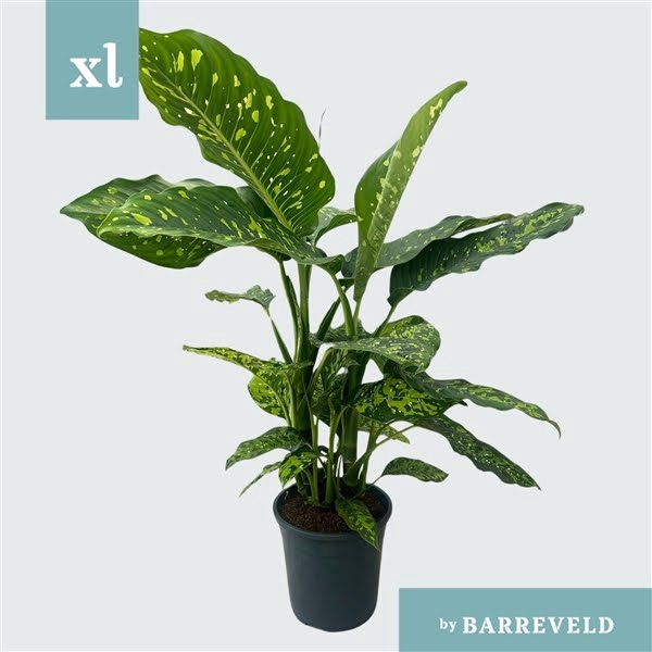 <h4>Dieffenbachia Spotty</h4>