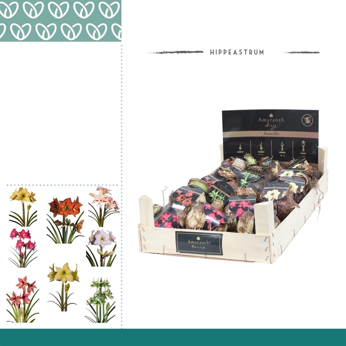 <h4>arr4 Amaryllis VH - Amaranth 28/30 Special wooden crate</h4>