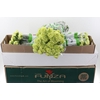 Di St Marty/ Donker Groen Box