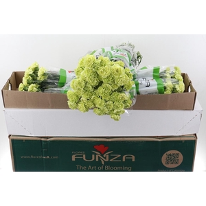 Di St Marty/ Donker Groen Box