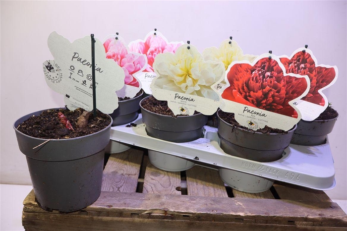 <h4>Paeonia L Gem</h4>