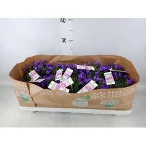 Campanula porten. 'Ambella In Prpl'