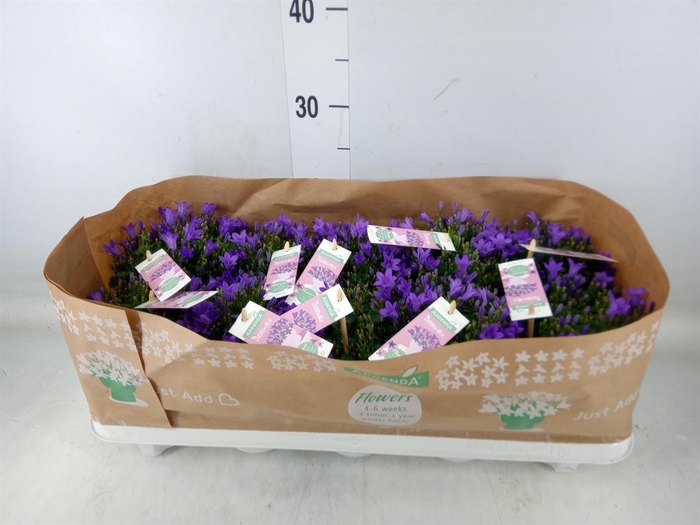 <h4>Campanula porten. 'Ambella In Prpl'</h4>