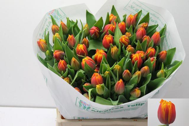 <h4>TU DU ATLAS</h4>