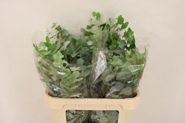 <h4>EUC CINEREA PER BOS</h4>