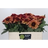 Dahlia Creme de Cognac