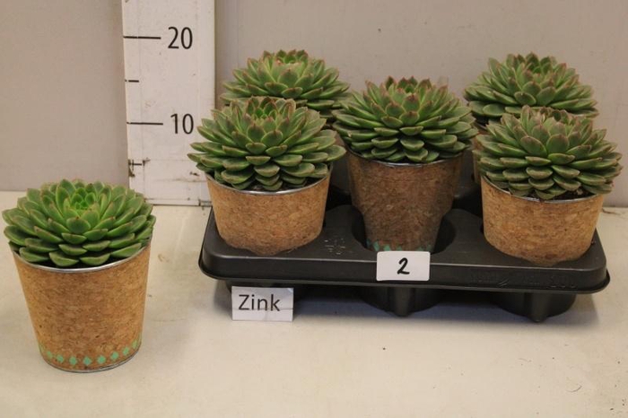 <h4>ECHEV ROSETTA CHICO</h4>