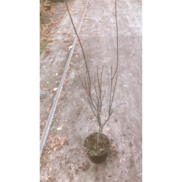 <h4>Acer palmatum 'Skeeters Broom' P23</h4>