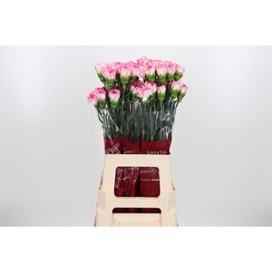 Di St Spritz Blanco Rosa