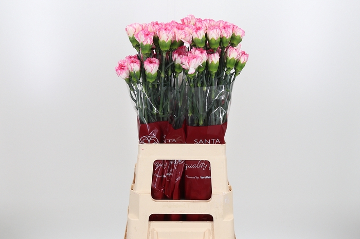<h4>Di St Spritz Blanco Rosa</h4>
