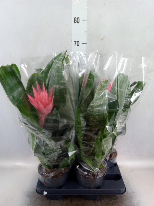 Aechmea fasciata 'Primera'