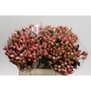 Hypericum Sweet Romance