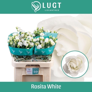 LIS G ROSITA WHITE