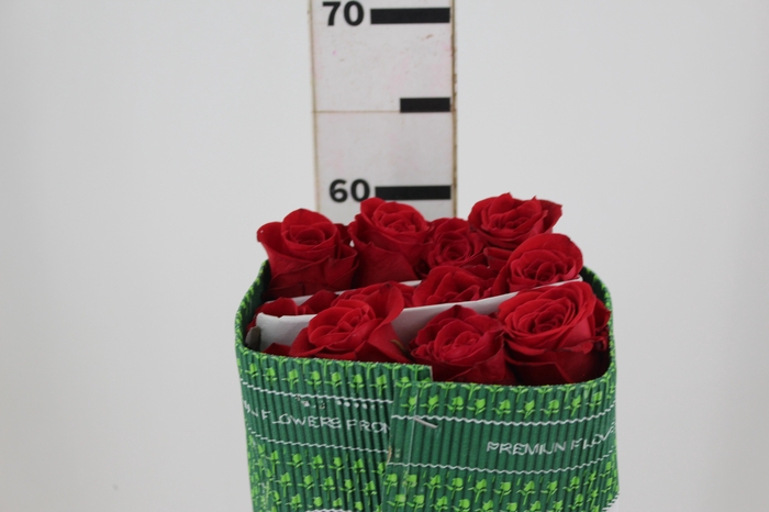 <h4>ROSA VERMELHA FREEDOM 050 IMPORTADA</h4>