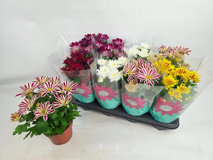 <h4>CHRYS GEM 5 KL</h4>