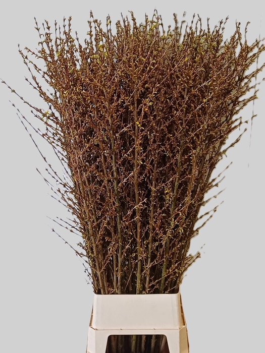 <h4>FORSY I SPECTABILIS</h4>