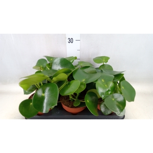 Peperomia polybotrya 'Raindrop'
