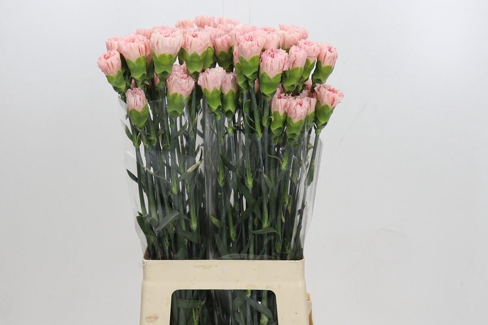 <h4>Dianthus St Sarah Pink</h4>