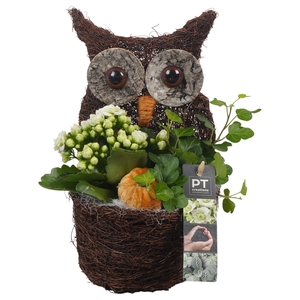 Arr.   Planten L%