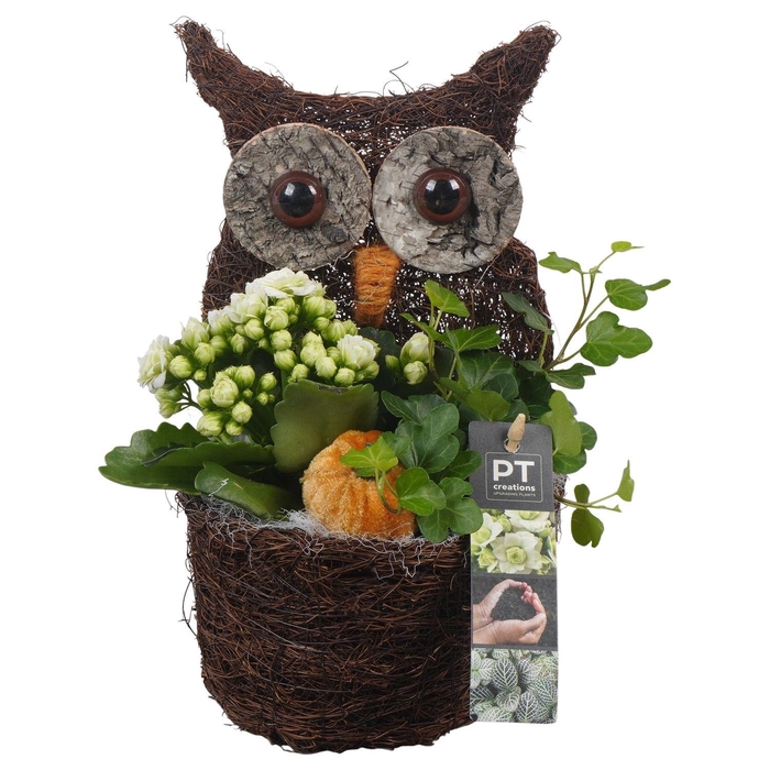 <h4>Arr.   Planten L%</h4>