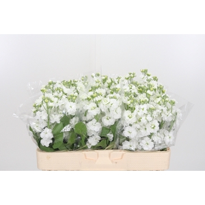 Matthiola Aida White