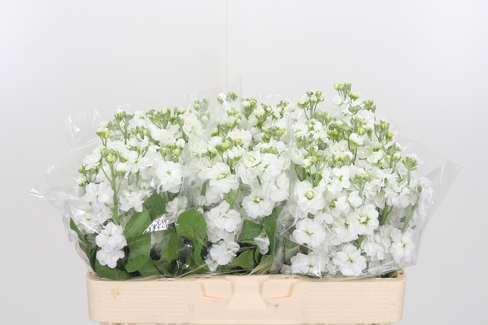 <h4>Matthiola Aida White</h4>