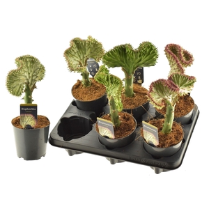 Euphorbia lactea Cristata