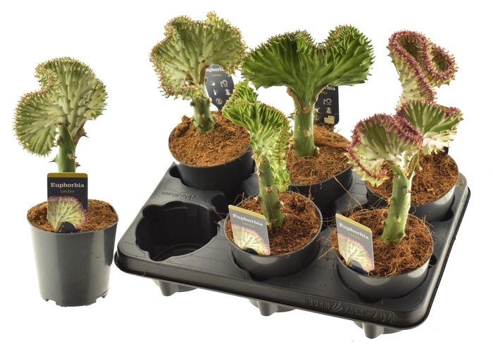 <h4>Euphorbia lactea Cristata</h4>