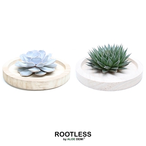 ROOTLESS succulent, Wooden bowl