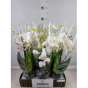 Phalaenopsis   ...white