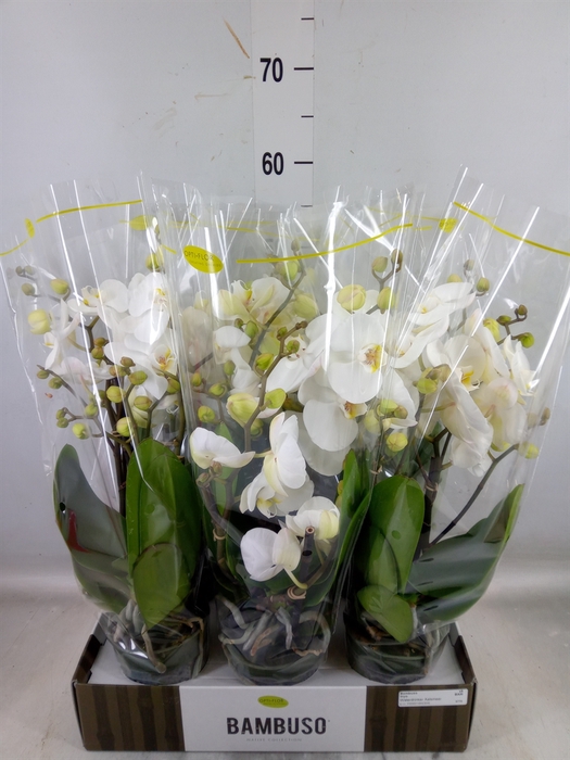 <h4>Phalaenopsis   ...white</h4>
