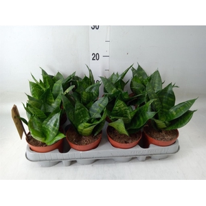 Sansevieria trifa. 'Hahnii'