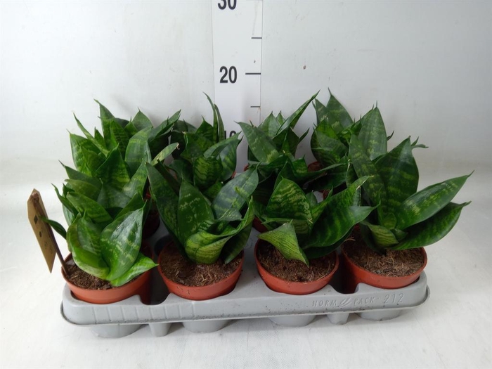 <h4>Sansevieria trifa. 'Hahnii'</h4>