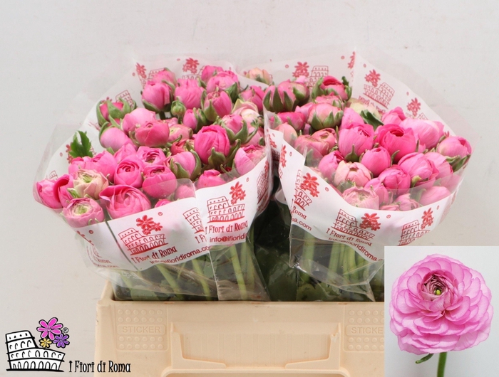 <h4>RAN EL DARK PINK</h4>