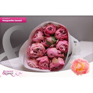 Paeonia Marguerite Gérard | Heavy Quality