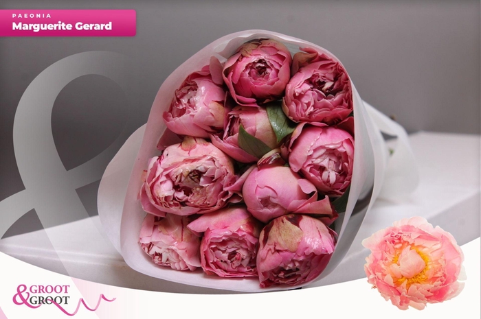 <h4>Paeonia Marguerite Gérard | Heavy Quality</h4>