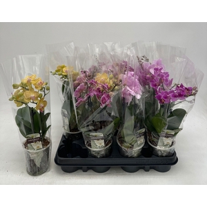 PHAL GEM
