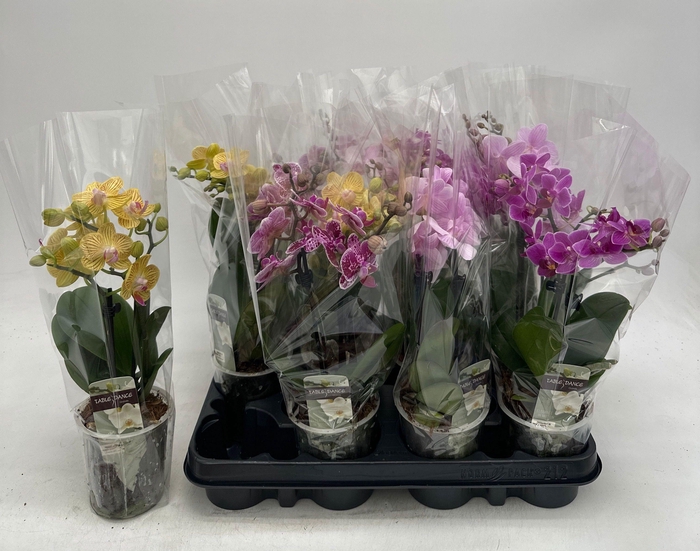<h4>PHAL GEM</h4>