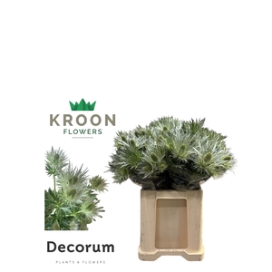 ERYN LOVE WHIT GREEN Eryngium Love white green 65 Jumbo