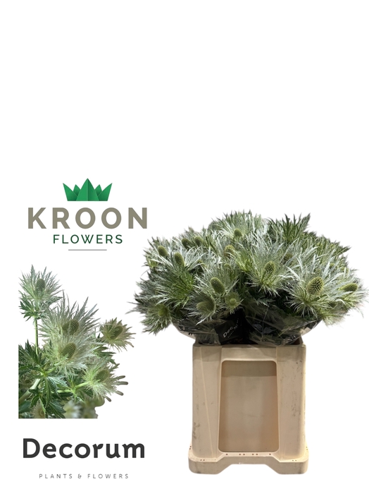 <h4>ERYN LOVE WHIT GREEN Eryngium Love white green 65 Jumbo</h4>