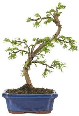 <h4>PSEUDOL AMABILIS</h4>